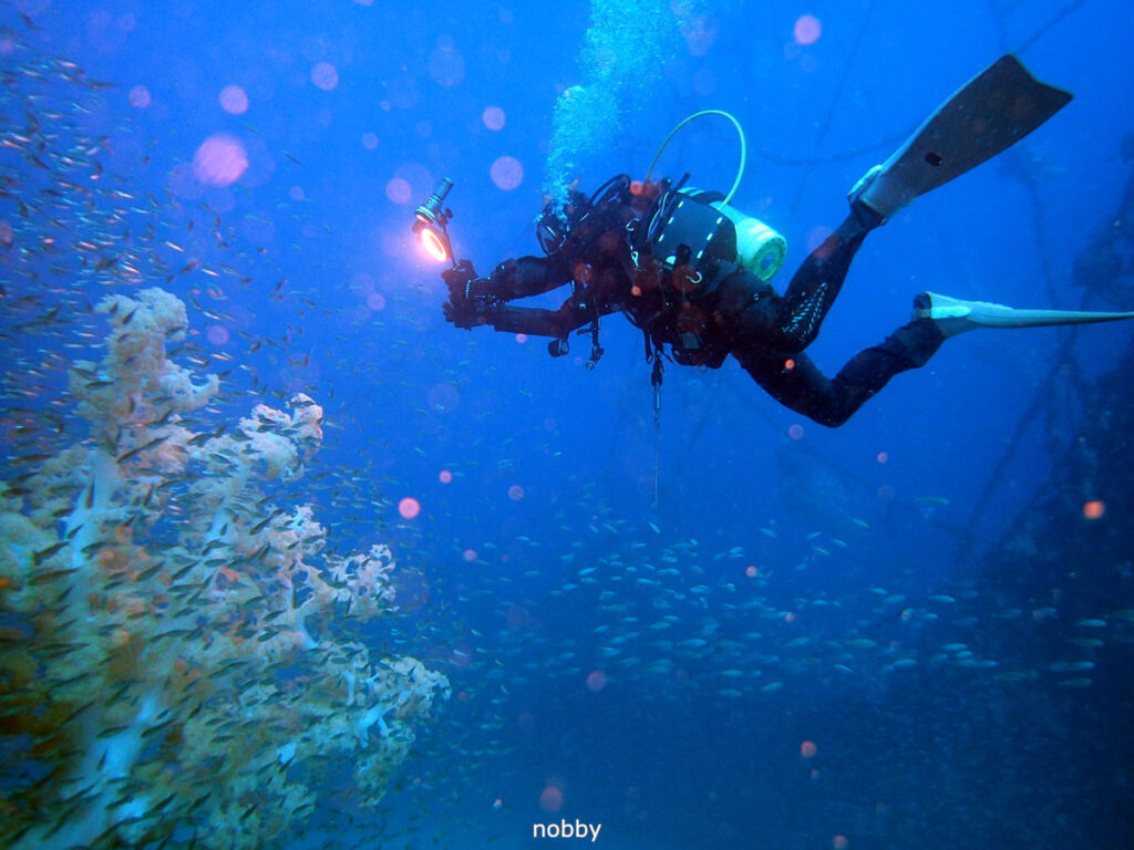 かっちゃま（房総）｜タコ根｜ダイビングプロショップ パル｜2026/02/01