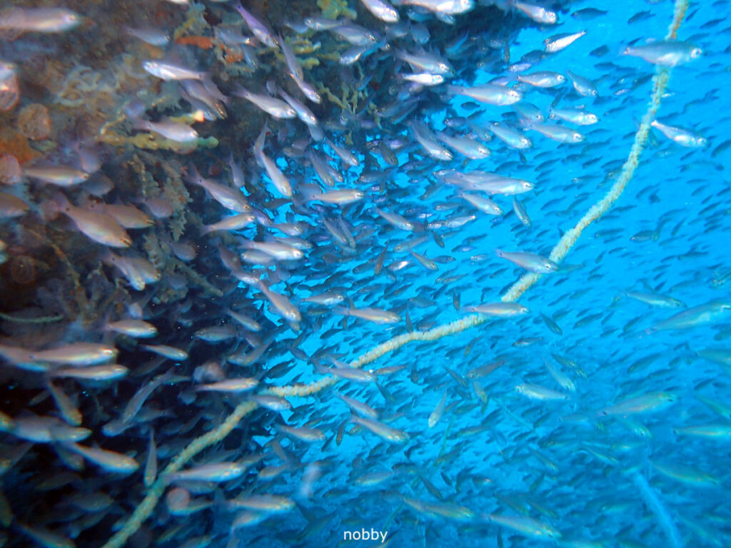 ネンブツダイ｜かっちゃま（房総）｜タコ根｜ダイビングプロショップ パル｜2026/02/01