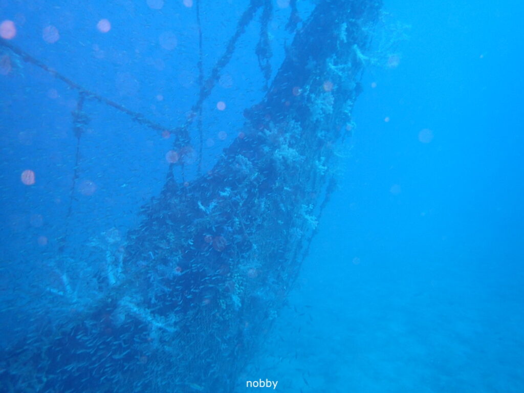 ネンブツダイ｜かっちゃま（房総）｜タコ根｜ダイビングプロショップ パル｜2026/02/01