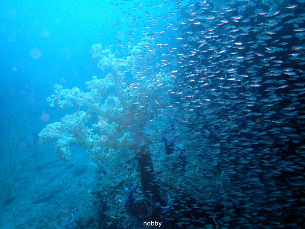 ネンブツダイ｜かっちゃま（房総）｜タコ根｜ダイビングプロショップ パル｜2026/02/01