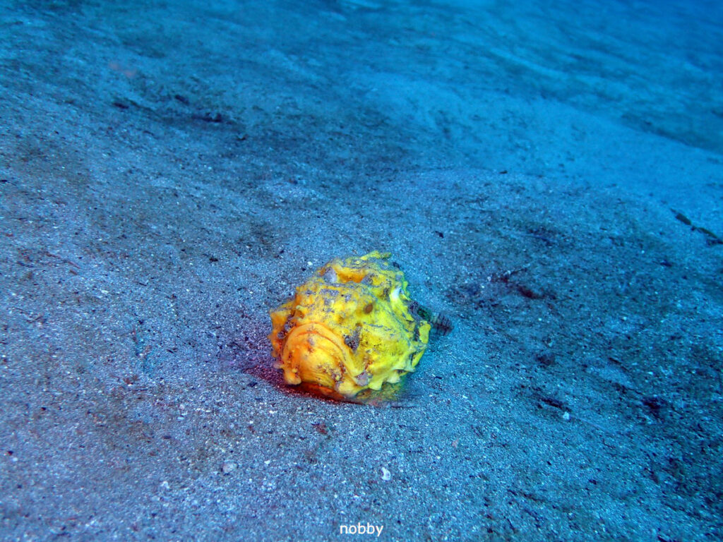 ダルマオコゼ｜かっちゃま（房総）｜ノタコ根｜ダイビングプロショップ パル｜2026/02/01