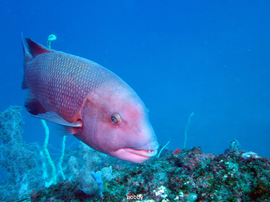 コブダイ｜かっちゃま（房総）｜タコ根｜ダイビングプロショップ パル｜2026/02/01