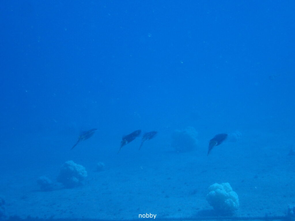 アオリイカ｜かっちゃま（房総）｜タコ根｜ダイビングプロショップ パル｜2026/02/01