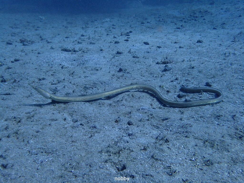 ダイナンウミヘビ｜かっちゃま（房総）｜タコ根｜ダイビングプロショップ パル｜2026/02/01