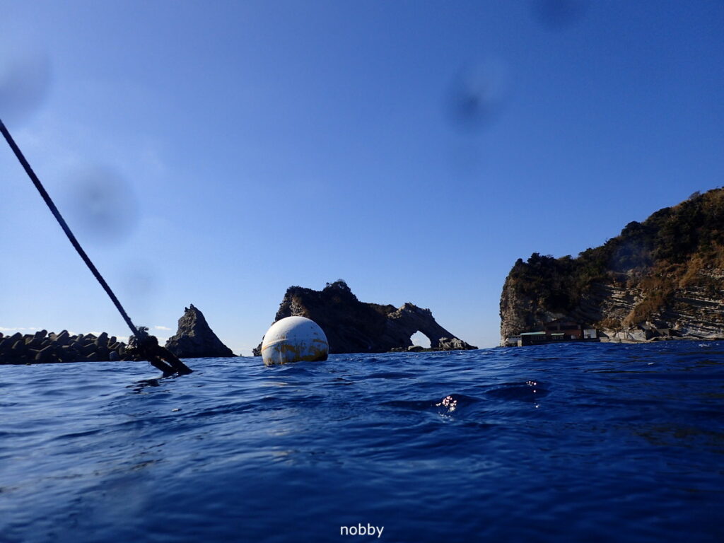 ｜かっちゃま（房総）｜タコ根｜ダイビングプロショップ パル｜2026/02/01