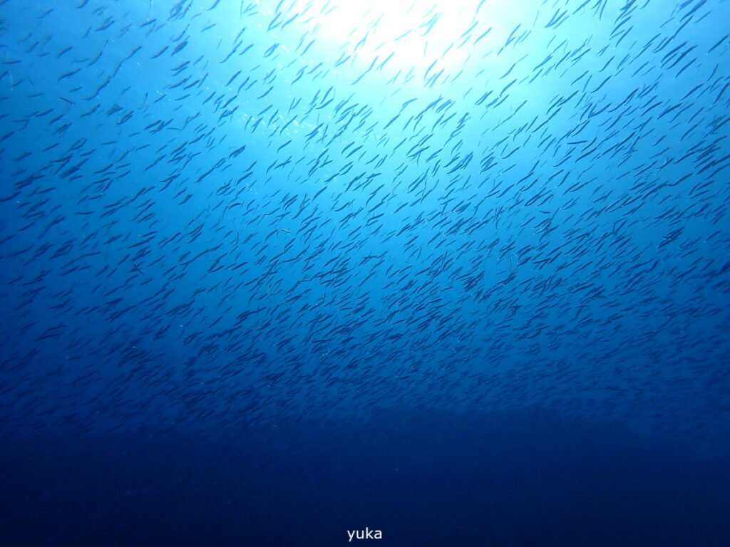 キビナゴの群れ｜伊豆海洋公園（東伊豆）でダイビング｜ダイビングプロショップ パル｜2026/01/11