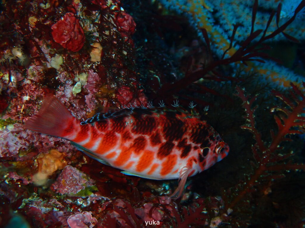ミナミゴンベ｜伊豆海洋公園（東伊豆）でダイビング｜ダイビングプロショップ パル｜2026/01/11