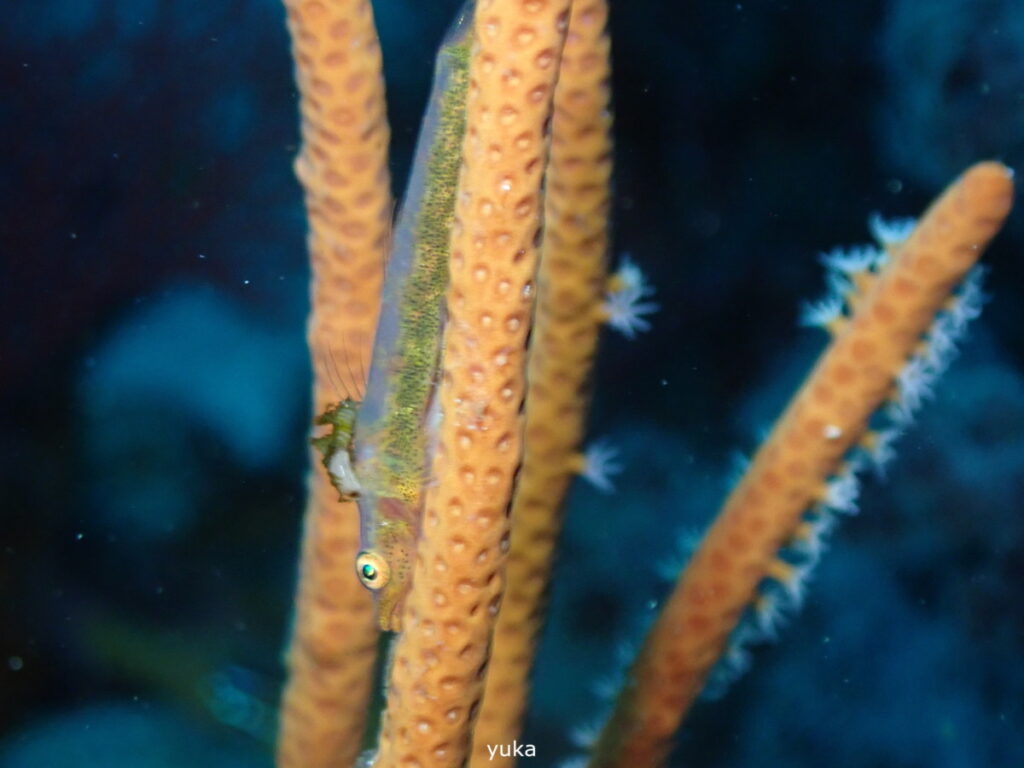 アカエイ｜伊豆海洋公園（東伊豆）でダイビング｜ダイビングプロショップ パル｜2026/01/11