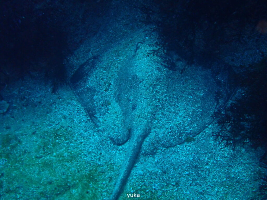 アカエイ｜伊豆海洋公園（東伊豆）でダイビング｜ダイビングプロショップ パル｜2026/01/11