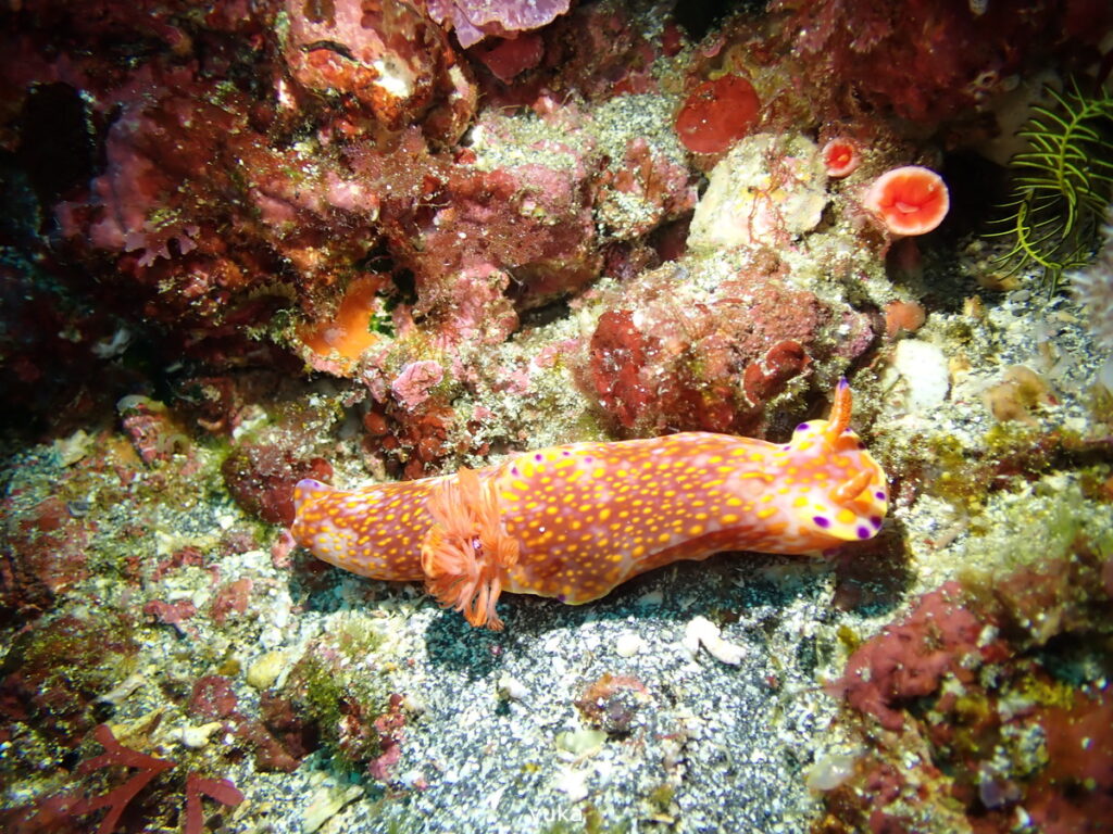 ニシキウミウシ｜伊豆海洋公園（東伊豆）でダイビング｜ダイビングプロショップ パル｜2026/01/11