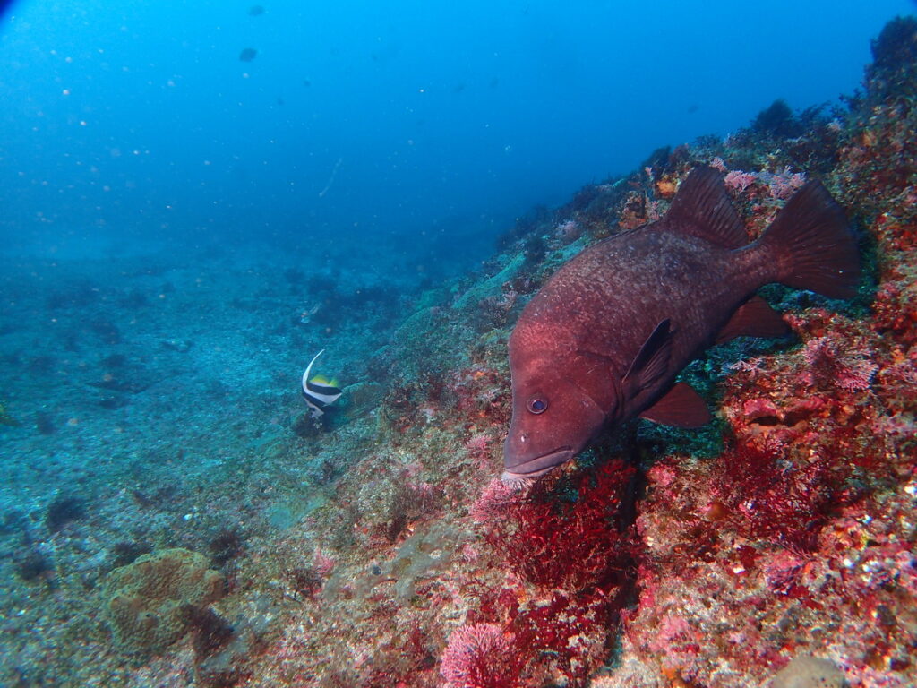 ヒゲダイとハタタテダイ｜西川名（房総）｜ダイビングプロショップ パル｜2026/02/28