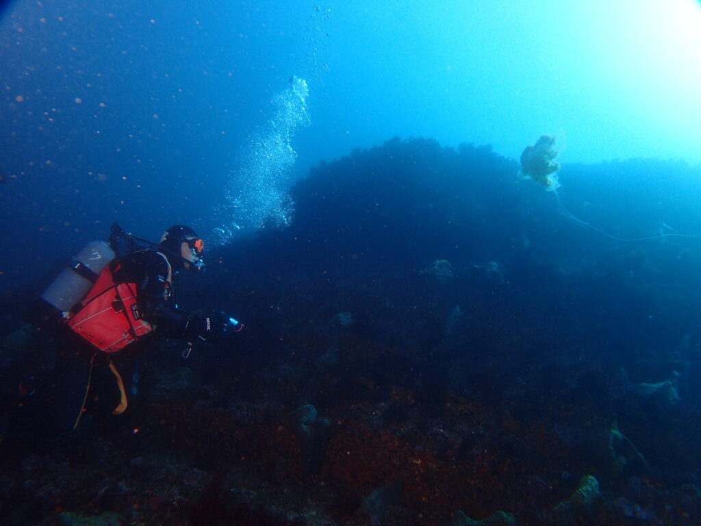 ユウレイクラゲ｜西川名（房総）｜ダイビングプロショップ パル｜2026/02/28