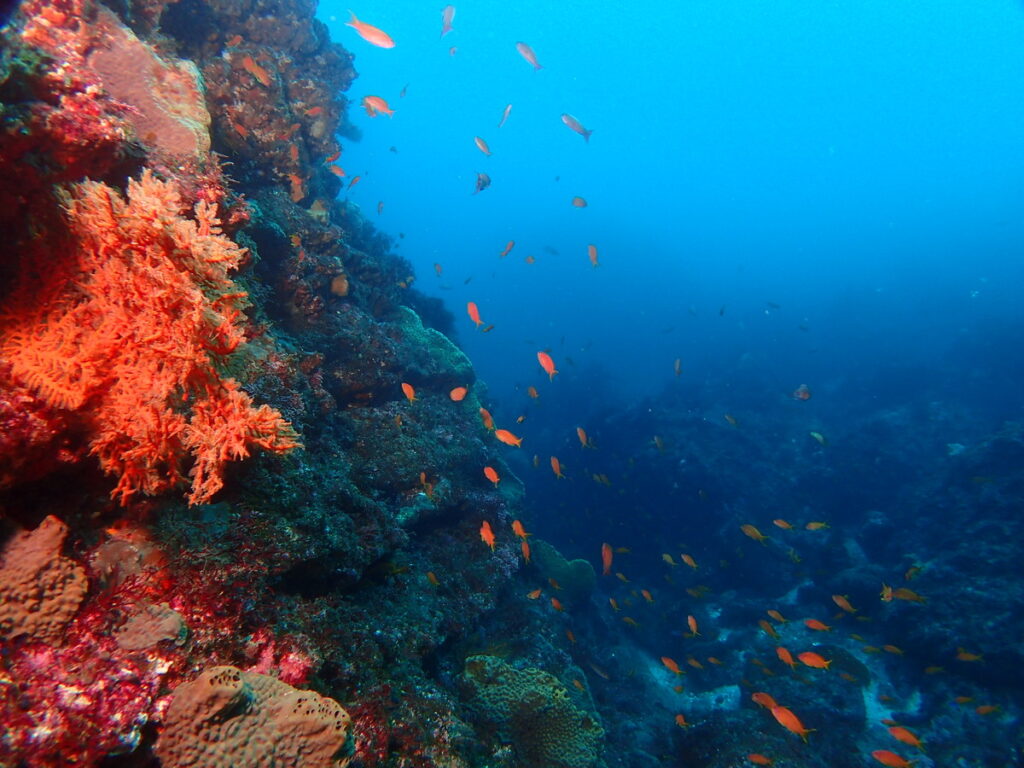 キンギョハナダイ｜西川名（房総）｜ダイビングプロショップ パル｜2026/02/28