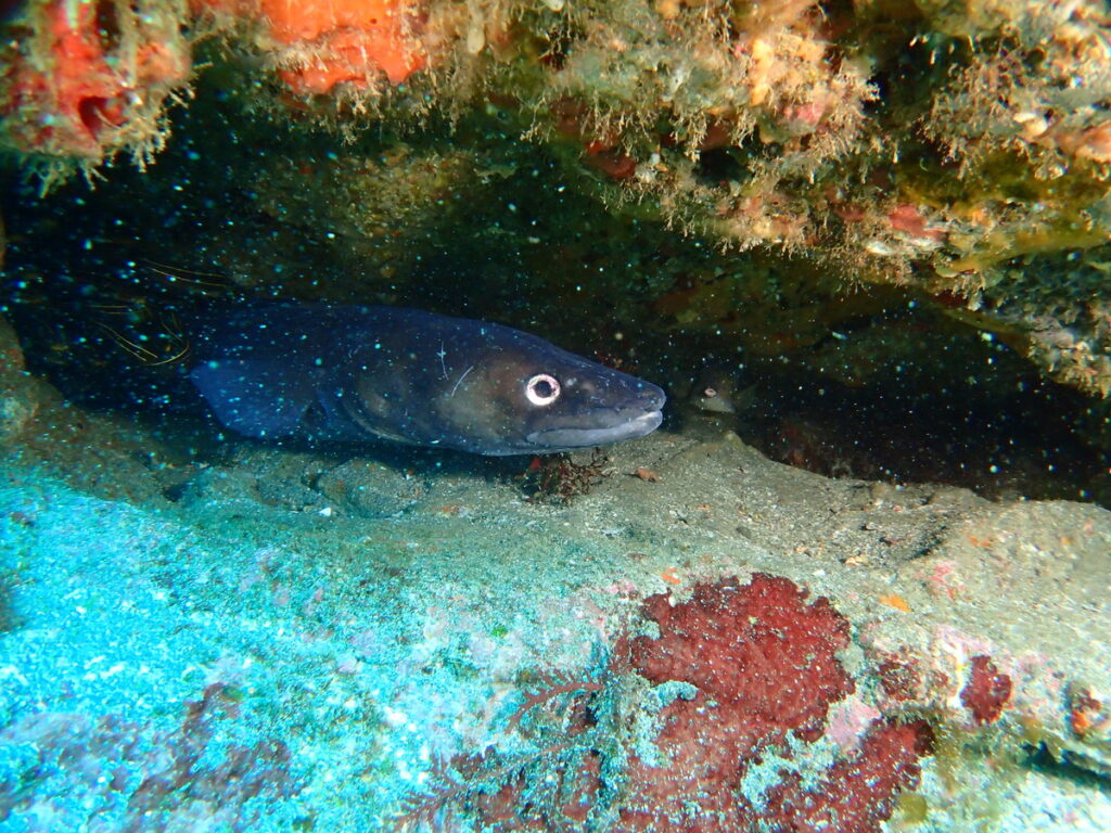 ダイナンアナゴ｜西川名（房総）｜ダイビングプロショップ パル｜2026/02/28