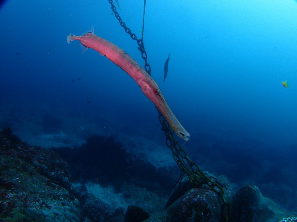 ヘラヤガラ｜西川名（房総）｜ダイビングプロショップ パル｜2026/02/28