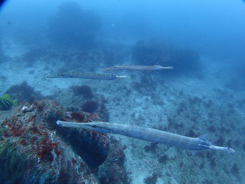 ヘラヤガラ｜西川名（房総）｜ダイビングプロショップ パル｜2026/02/28