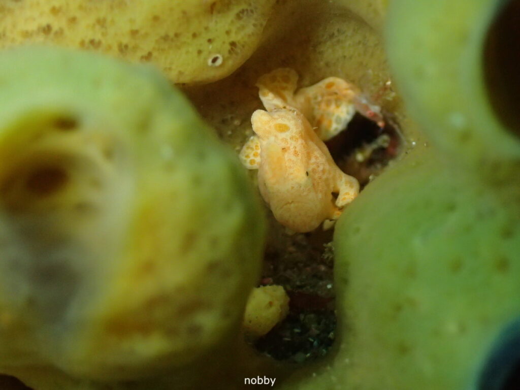 オオモンカエルアンコウ｜西川名（房総）｜ダイビングプロショップ パル｜2026/02/28