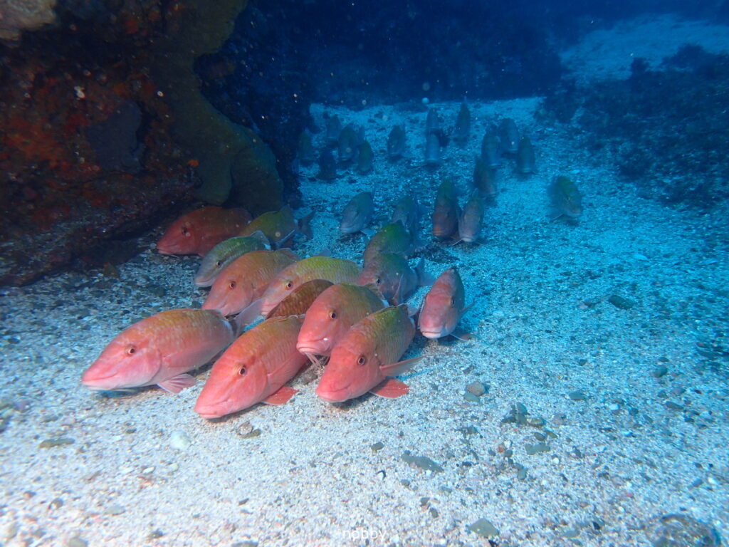 ホウライヒメジ｜西川名（房総）｜ダイビングプロショップ パル｜2026/02/28