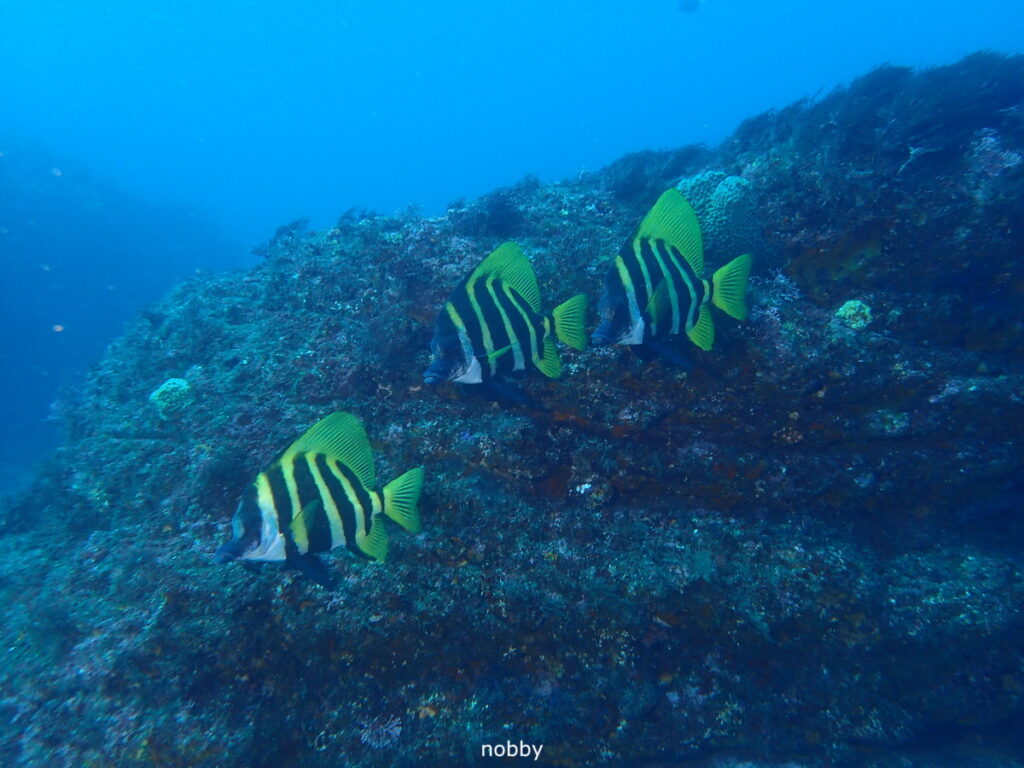 テングダイ｜西川名（房総）｜ダイビングプロショップ パル｜2026/02/28