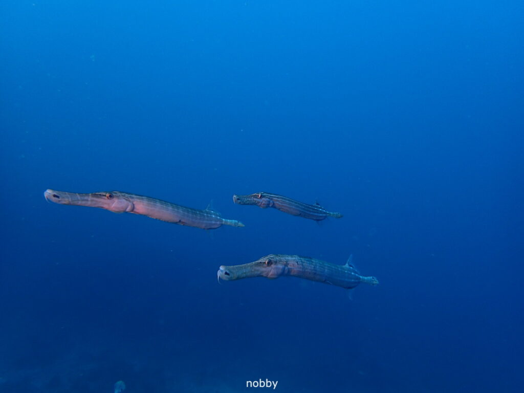 ヘラヤガラ｜西川名（房総）｜ダイビングプロショップ パル｜2026/02/28