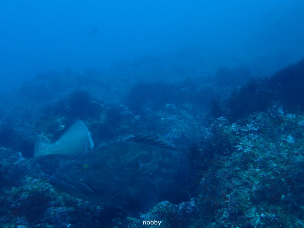 モロコ｜西川名（房総）｜ダイビングプロショップ パル｜2026/02/28