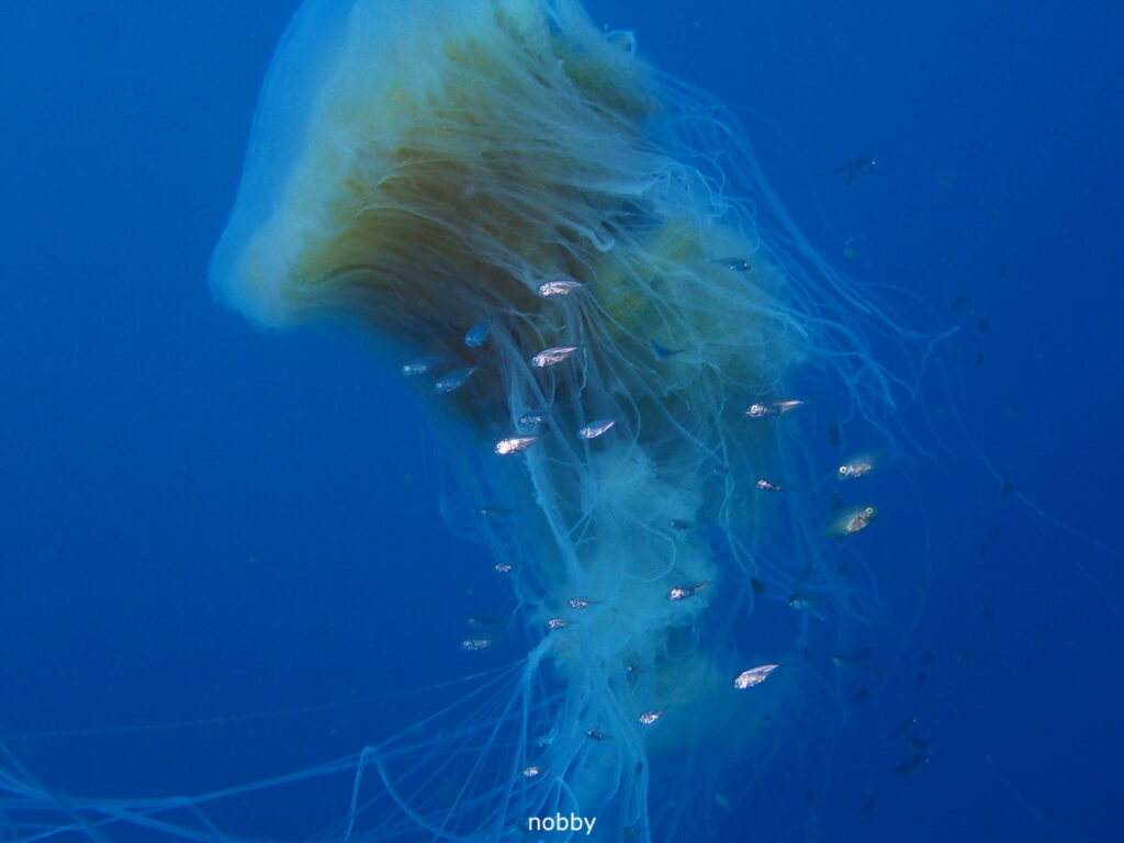 ユウレイクラゲ｜西川名（房総）｜ダイビングプロショップ パル｜2026/02/28